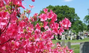 Cherry-Blossom-at-Cypress-Hills-Cemetery