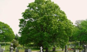 Cypress-Hill-Tree-at-Cypress-Hills-Cemetery