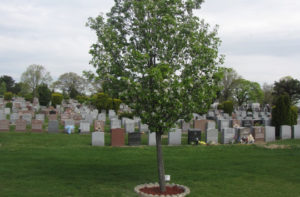 Memorial-Tree-at-Cypress-Hills-Cemetery