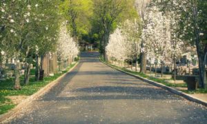 Tree-lined-road-going-into-Cypress-Hills-Cemetery